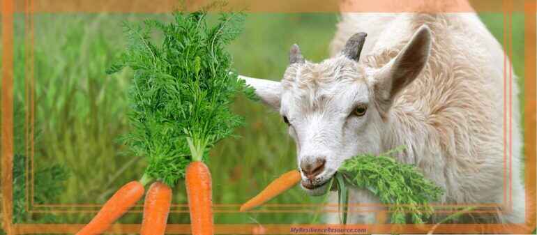 Can Goats Eat Carrots? (Goat Guide Series)