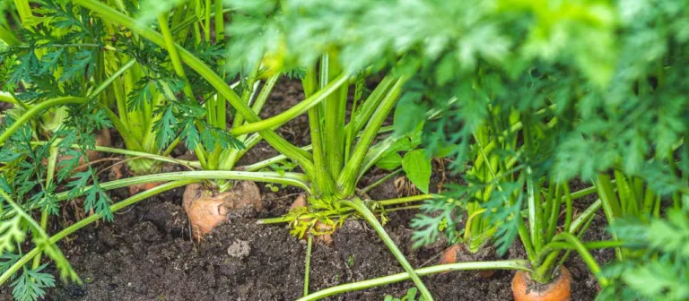 root-vegetables-my-resilience-resource