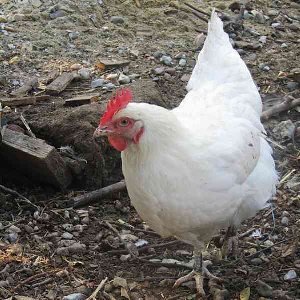 How Many Chickens Should A Homestead Have?