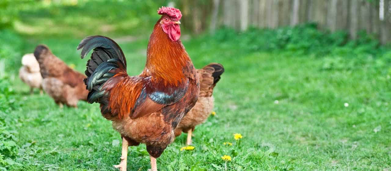 Are Hens Happier Without A Rooster 3 Pros And 3 Cons