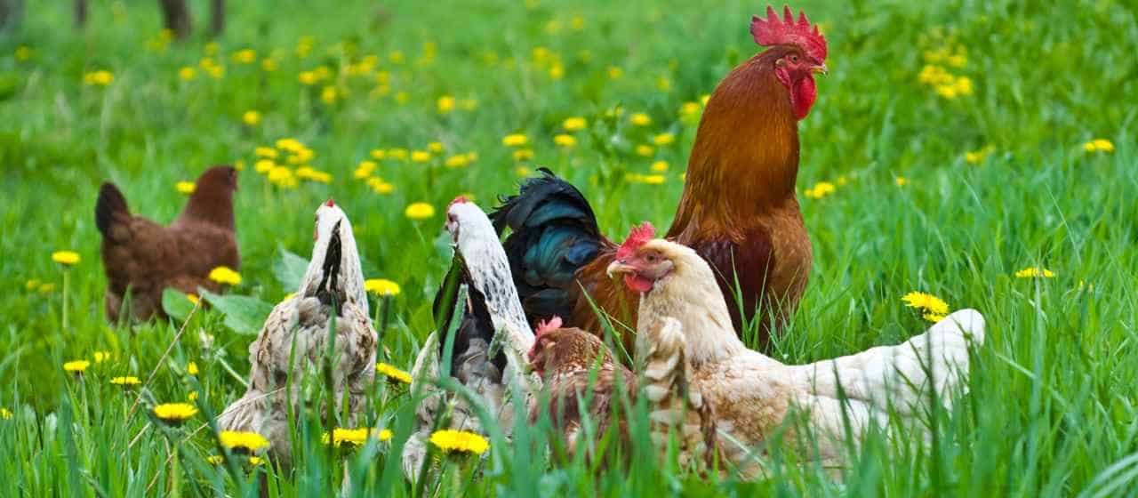 Are Hens Happier Without A Rooster? (3 Pros & 3 Cons)