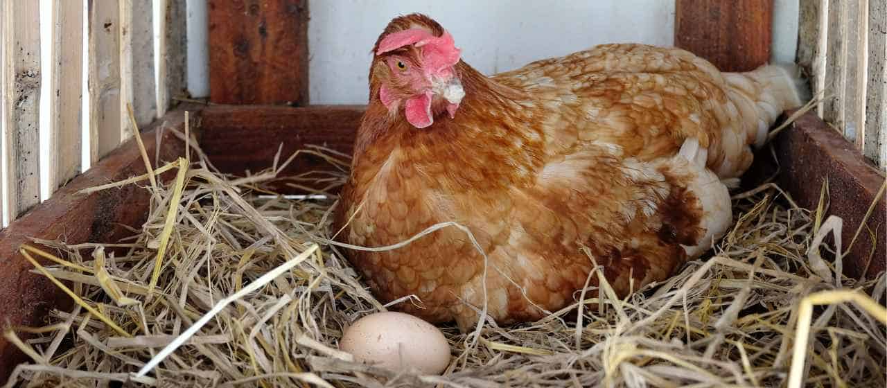 Are Hens Happier Without A Rooster? (3 Pros & 3 Cons)