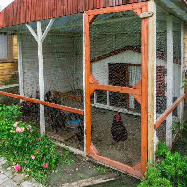 what-s-the-ideal-chicken-coop-size-for-20-chickens