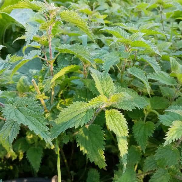 How To Make Nettle Tea From Fresh Or Dried Nettles