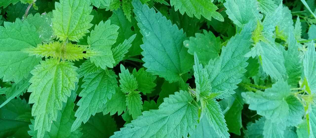 How To Make Nettle Tea From Fresh Or Dried Nettles